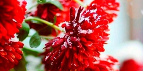 Kada sijati astere za sadnice